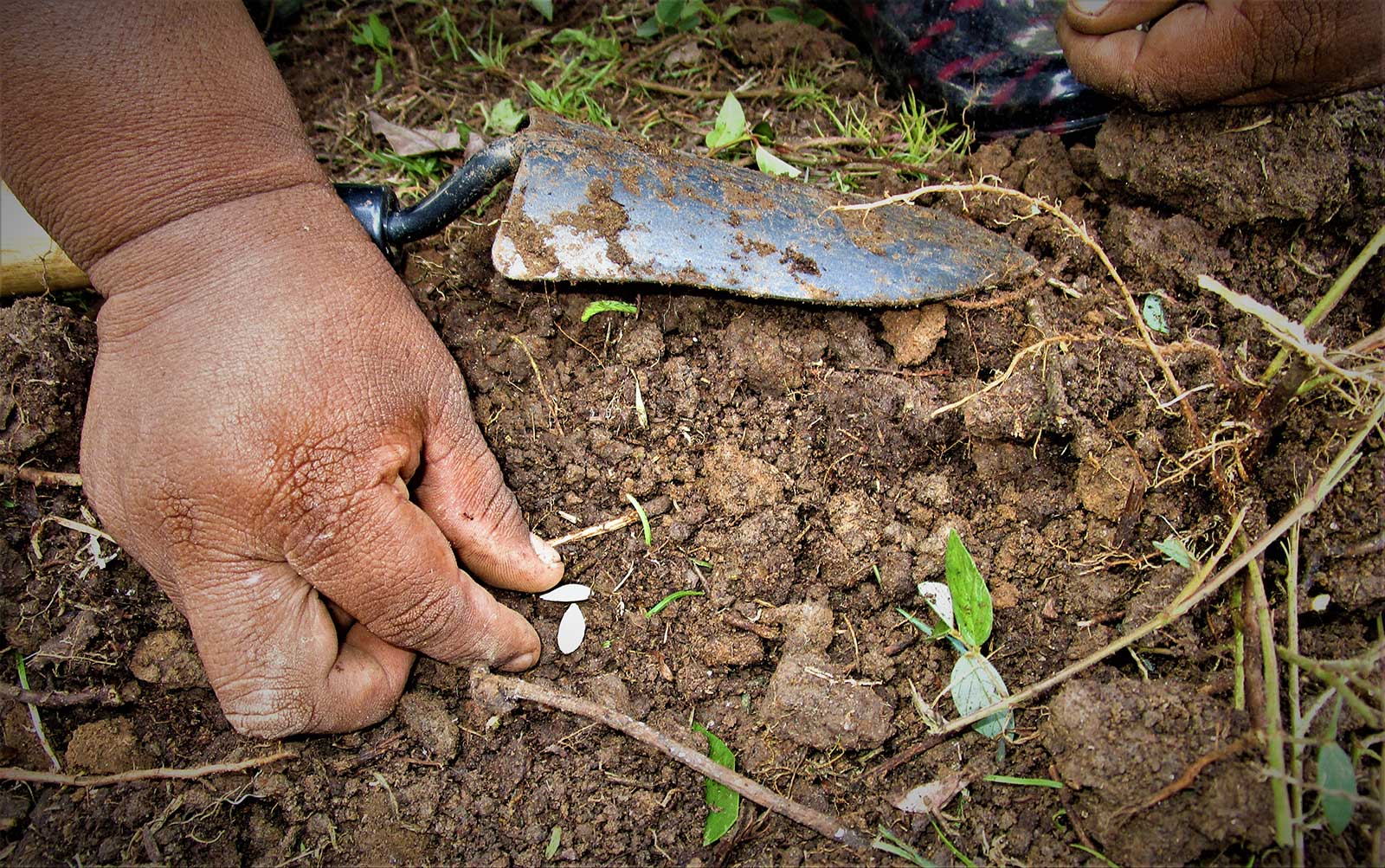 Mano dejando caer una semilla para cosechar